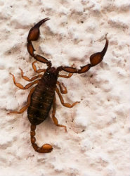 Scorpion Alert